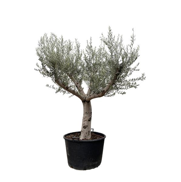 Olea Europaea Cultivo – 250cm- Ø80