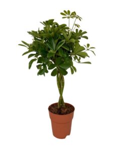 Schefflera Compacta – Ø19cm – ↕80cm