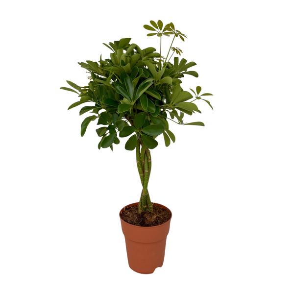 Schefflera Compacta – Ø19cm – ↕80cm