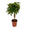 Schefflera Gold Capella – Ø19cm – ↕80cm