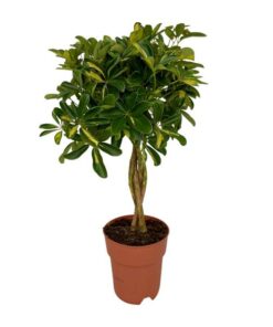 Schefflera Gold Capella – Ø19cm – ↕80cm