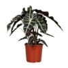 Alocasia Polly – Ø17cm – ↕45cm