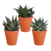 Gasteria/Haworthia-Mischung 8,5cm – 3x – in terracotta pot