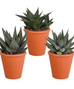 Gasteria/Haworthia-Mischung 8,5cm – 3x – in terracotta pot