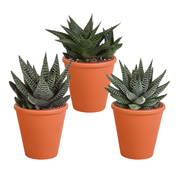 Gasteria/Haworthia-Mischung 8,5cm – 3x – in terracotta pot