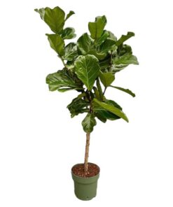 Ficus Lyrata stam – 160 cm – Ø27