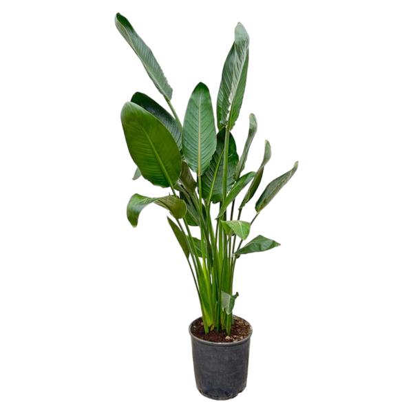 Strelitzia Reginae – 130 cm – Ø24