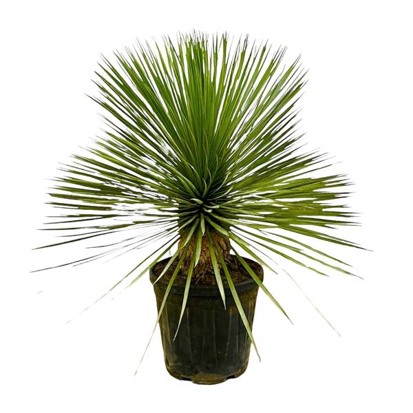 Yucca Rostrata op stam – 70 cm – Ø27