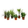 Verrassingsbox – 6 planten – 20-40 cm – Ø12