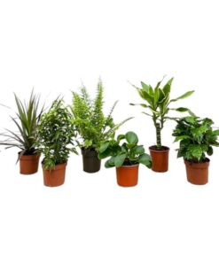 Verrassingsbox – 6 planten – 20-40 cm – Ø12