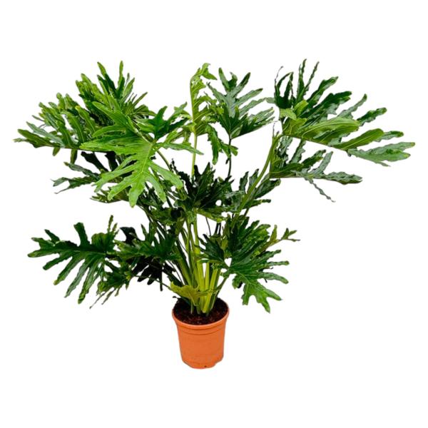 Philodendron Selloum – 150 cm – Ø30