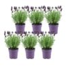 Lavandula stoechas Anouk® – 12 cm pot – Set van 6 kuiflavendel