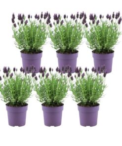 Lavandula stoechas Anouk® – 12 cm pot – Set van 6 kuiflavendel