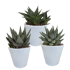 Gasteria/Haworthia-Mischung 8,5cm – 3x – in witte pot