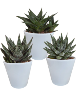 Gasteria/Haworthia-Mischung 8,5cm – 3x – in witte pot