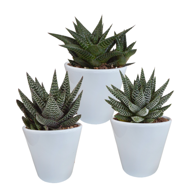 Gasteria/Haworthia-Mischung 8,5cm – 3x – in witte pot