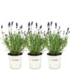 Plants by Frank – Lavandula angustifolia Felice® im Dekotopf ‚Old Look‘ – 13 cm Topf – Set mit 3 echten Lavendeln im Dekotopf