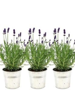 Plants by Frank – Lavandula angustifolia Felice® im Dekotopf ‚Old Look‘ – 13 cm Topf – Set mit 3 echten Lavendeln im Dekotopf