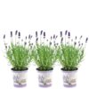 Plants by Frank – Lavandula angustifolia Felice® im Dekotopf ‚Lavender print‘ – 13 cm Topf – Set mit 3 echten Lavendeln im Dekotopf