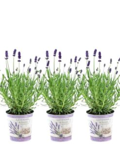 Plants by Frank – Lavandula angustifolia Felice® im Dekotopf ‚Lavender print‘ – 13 cm Topf – Set mit 3 echten Lavendeln im Dekotopf