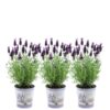 Plants by Frank – Lavandula stoechas Anouk® im Dekotopf ‚Lavenderprint‘ – 13 cm Topf – 3er-Set FranzÃ¶sischer Lavendel im Dekotopf