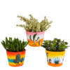 Crassula-Mischung 10,5 cm – 3x – in Mexicaanse pot