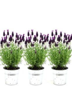 Plants by Frank – Lavandula stoechas Anouk® im Dekotopf ‚Old Look‘ – 13 cm Topf – 3er-Set Französischer Lavendel im Dekotopf