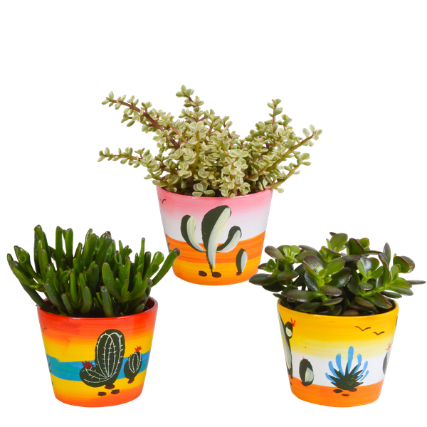 Crassula-Mischung 10,5 cm – 3x – in Mexicaanse pot