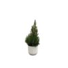 Combi deal – Picea Glauca (kerstboompje) inclusief elho Vibes Fold Round wit Ø22 – 60 cm