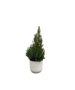 Combi deal – Picea Glauca (kerstboompje) inclusief elho Vibes Fold Round wit Ø22 – 60 cm