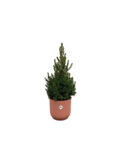 Combi deal – Picea Glauca (kerstboompje) inclusief elho Vibes Fold Round roze Ø22 – 60 cm