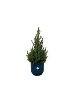 Combi deal – Picea Glauca (kerstboompje) inclusief elho Vibes Fold Round blauw Ø22 – 60 cm