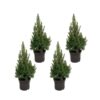 Kerstboom pakket – 4x Picea – 60 cm