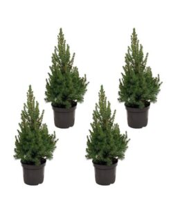 Kerstboom pakket – 4x Picea – 60 cm