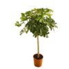 Schefflera op stam – 130 cm – ø23