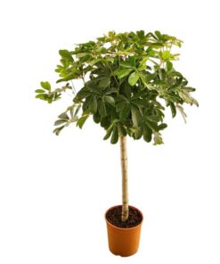 Schefflera op stam – 130 cm – ø23