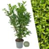 Große Kirschlorbeer Pflanzen Rotundifolia für 10 laufende Meter Hecken | – 15L – 20x | ↨ 125-150 cm