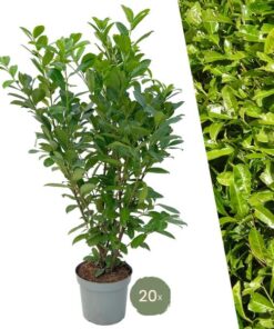 Große Kirschlorbeer Pflanzen Rotundifolia für 10 laufende Meter Hecken | – 15L – 20x | ↨ 125-150 cm