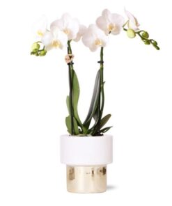 Kolibri Orchids | weiße Phalaenopsis Orchidee – Amabilis + Elite Topf Gold – Topfgröße Ø9cm – 35cm hoch | blühende Zimmerpflanze – frisch vom Züchter