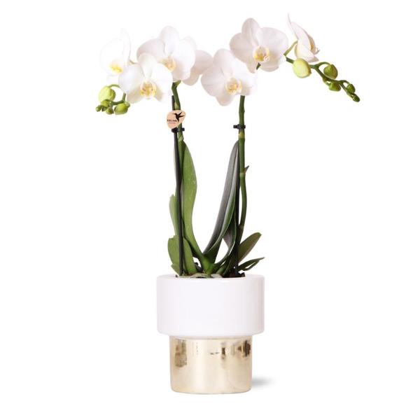 Kolibri Orchids | weiße Phalaenopsis Orchidee – Amabilis + Elite Topf Gold – Topfgröße Ø9cm – 35cm hoch | blühende Zimmerpflanze – frisch vom Züchter