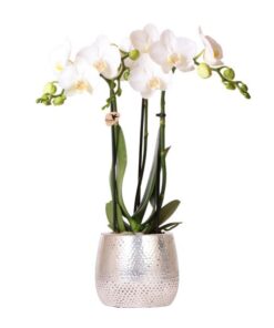 Kolibri Orchids | weiße Phalaenopsis Orchidee – Amabilis + Elite Topf silber- Topfgröße Ø9cm – 35cm hoch | blühende Zimmerpflanze – frisch vom Züchter