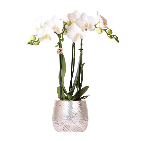 Kolibri Orchids | weiße Phalaenopsis Orchidee – Amabilis + Elite Topf silber- Topfgröße Ø9cm – 35cm hoch | blühende Zimmerpflanze – frisch vom Züchter