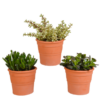 Crassula-Mischung 10,5 cm – 3x – in terracotta pot