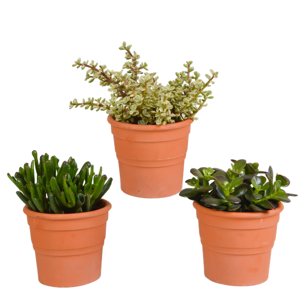 Crassula-Mischung 10,5 cm – 3x – in terracotta pot