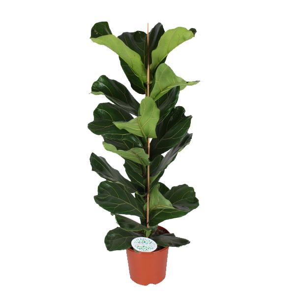 Ficus Lyrata – Ø21cm – ↕90cm