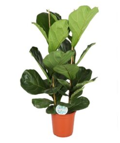 Ficus Lyrata – Ø24cm – ↕120cm