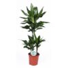 Dracaena Janet Lind Ø21cm – ↕90cm