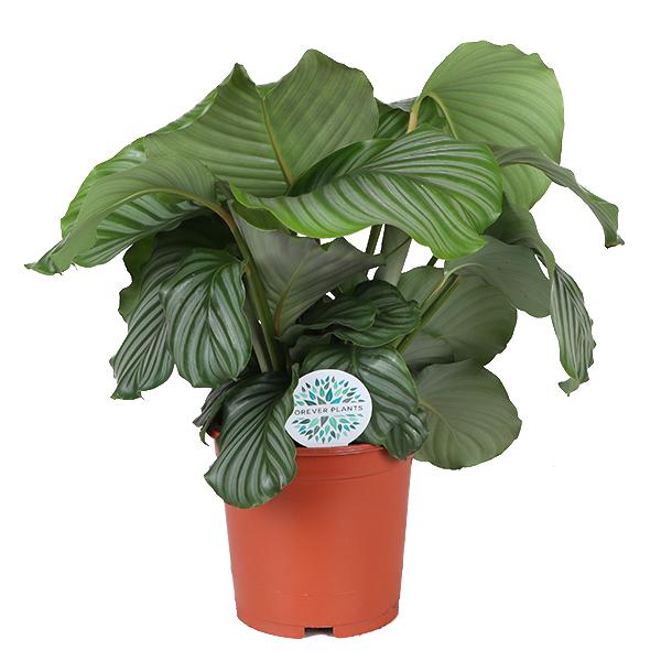 Calathea Orbifolia Ø21cm – ↕70cm