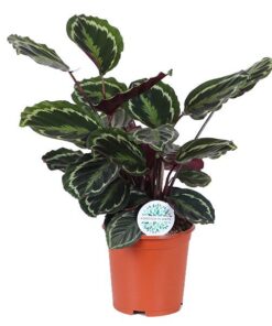 Calathea Medaillon Ø21cm – ↕70cm