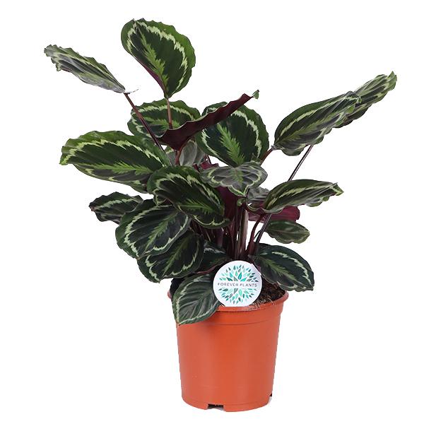 Calathea Medaillon Ø21cm – ↕70cm